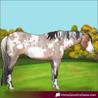 Horse Color:White Spotted Bay Roan Frame Rabicano