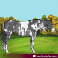 Horse Color:White Spotted Black Sabino Rabicano