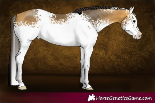 Horse Color:White Spotted Buckskin Sabino 