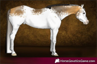 Horse Color:White Spotted Buckskin Sabino 