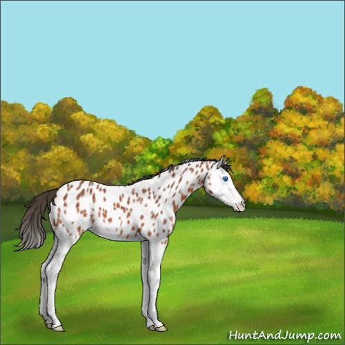 Horse Color:Bay Splash Appaloosa 
