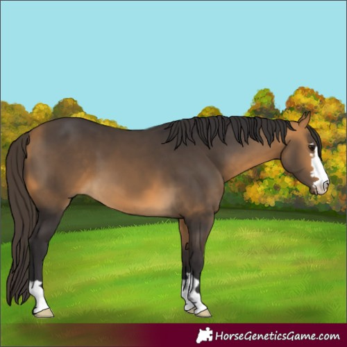 Horse Color:Buckskin 