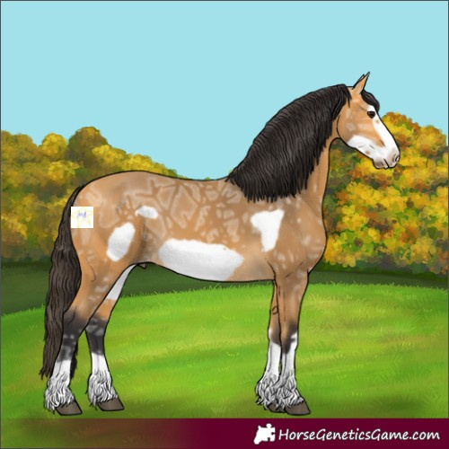 Horse Color:Buckskin Ice Frame 