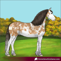 Horse Color:Buckskin Sabino Splash