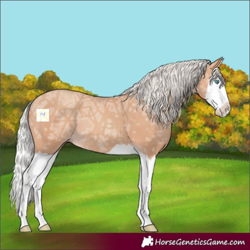 Horse Color:Silver Amber Champagne Ice Splash 