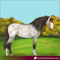 Horse Color:Buckskin Ice Roan Frame 