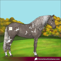 Horse Color:White Spotted Silver Black 