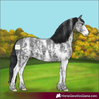 Horse Color:Black Ice Sabino 