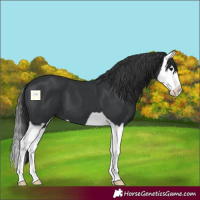 Horse Color:Black Splash 
