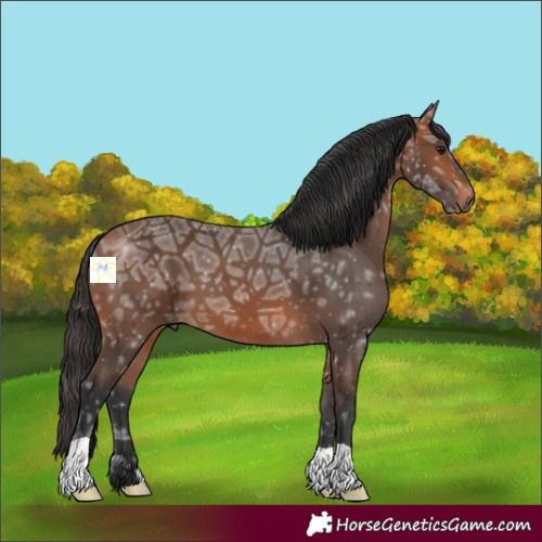 Horse Color:Bay Ice 