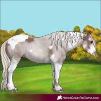 Horse Color:Chocolate Silver Black Sabino Tobiano 