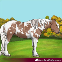 Horse Color:White Spotted Chocolate Silver Black Tobiano 