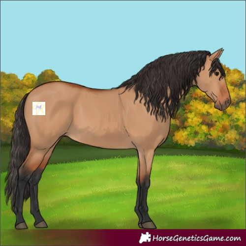 Horse Color:Bay Dun 