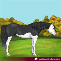Horse Color:Black Splash