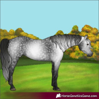 Horse Color:Gray Black 