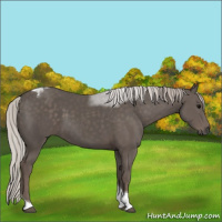 Horse Color:Silver Black Tobiano 