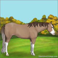 Horse Color:Classic Champagne Splash 