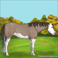 Horse Color:Classic Champagne Splash