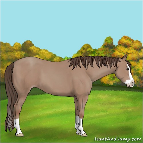 Horse Color:Classic Champagne Splash