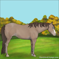 Horse Color:Classic Champagne Splash 