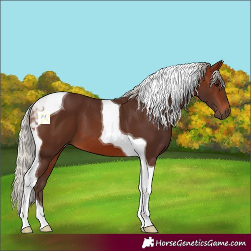 Horse Color:Silver Brown Tobiano 