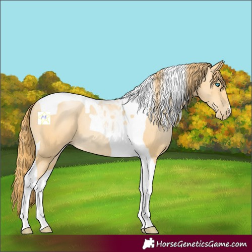 Horse Color:Buckskin Pearl Tobiano 