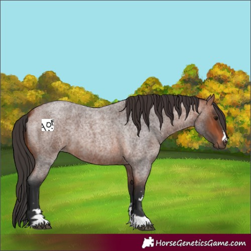 Horse Color:Bay Roan 