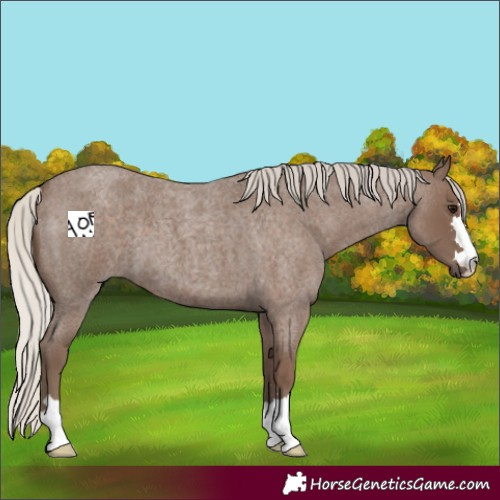 Horse Color:Silver Blue Roan