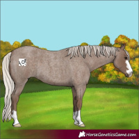 Horse Color:Silver Blue Roan 