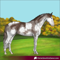 Horse Color:Liver Chestnut Splash Tobiano Rabicano 