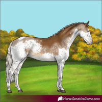 Horse Color:Chocolate Palomino Splash Tobiano Rabicano