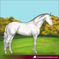 Horse Color:Cremello Splash Tobiano Rabicano 