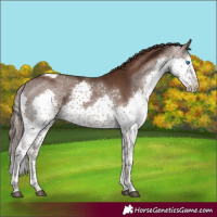 Horse Color:Liver Chestnut Splash Tobiano Rabicano