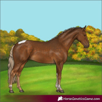 Horse Color:Chocolate Palomino Tobiano Rabicano 