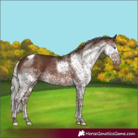 Horse Color:Silver Brown Splash Tobiano Rabicano