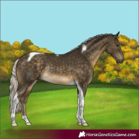 Horse Color:Silver Buckskin Tobiano Rabicano