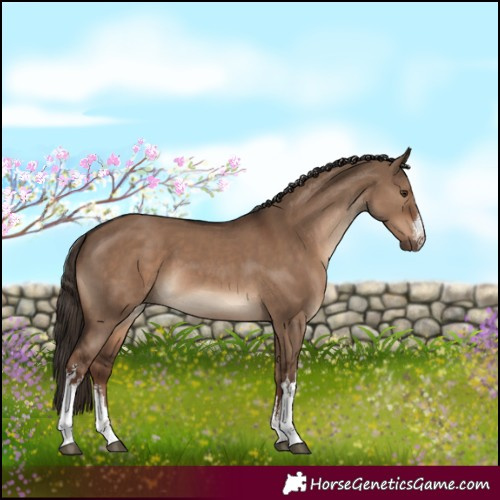 Horse Color:White Spotted Liver Red Dun 