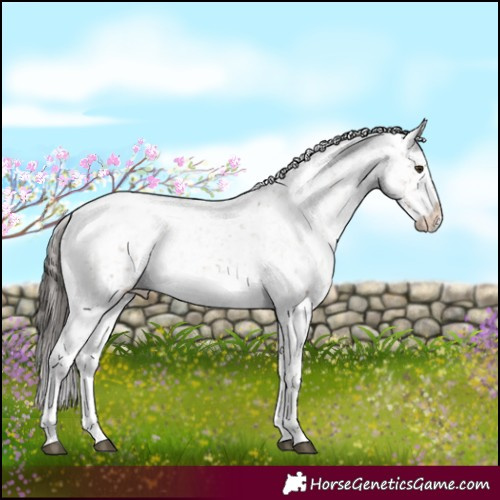 Horse Color:White Spotted Liver Red Dun Appaloosa 