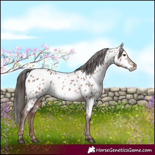 Horse Color:White Spotted Liver Red Dun Near Leopard 