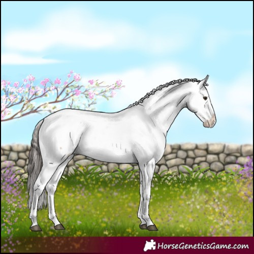 Horse Color:White Spotted Liver Red Dun Appaloosa 