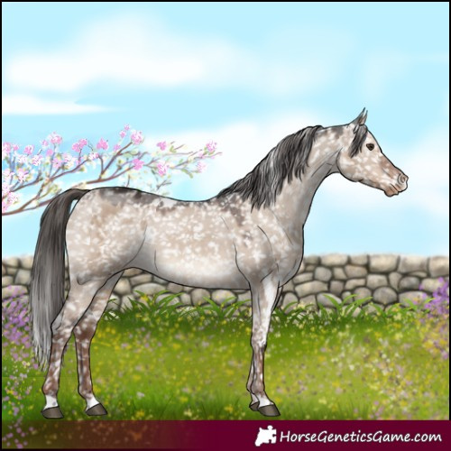 Horse Color:White Spotted Liver Red Dun Snowflake Varnish 