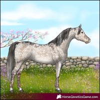 Horse Color:White Spotted Liver Red Dun Snowflake Varnish 