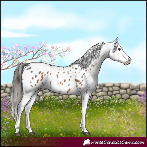 Horse Color:White Spotted Liver Red Dun Appaloosa Brindle 