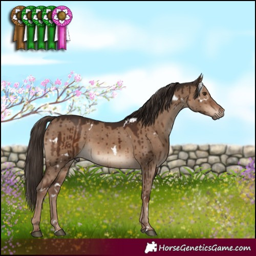 Horse Color:White Spotted Liver Red Dun Brindle 