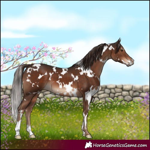 Horse Color:White Spotted Liver Chestnut 