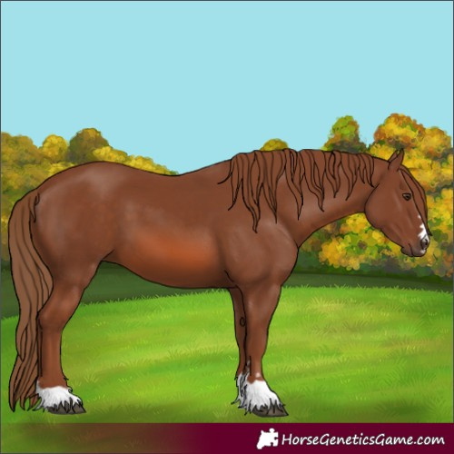 Horse Color:Chestnut 