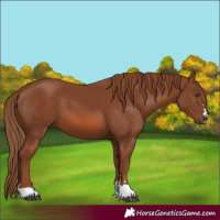 Horse Color:Chestnut 
