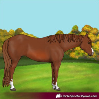 Horse Color:Chestnut 