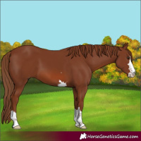 Horse Color:Chestnut 