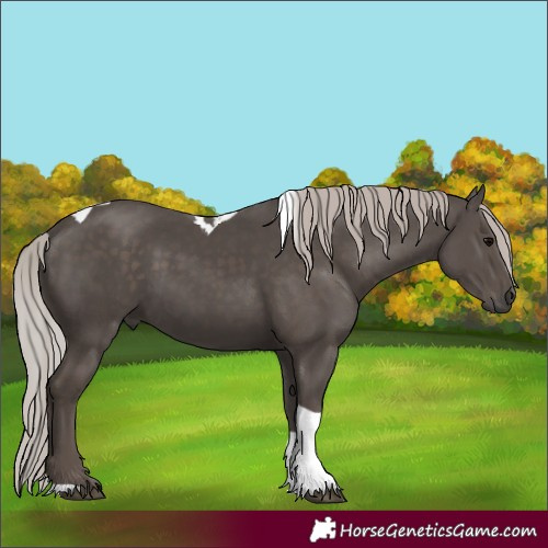 Horse Color:Silver Black Tobiano 